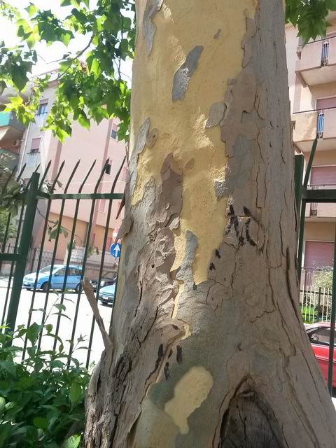 Platanus  acerifolia